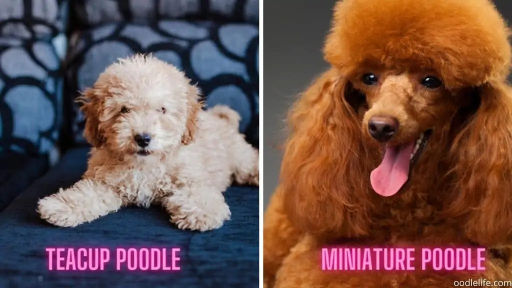 teacup vs mini poodle