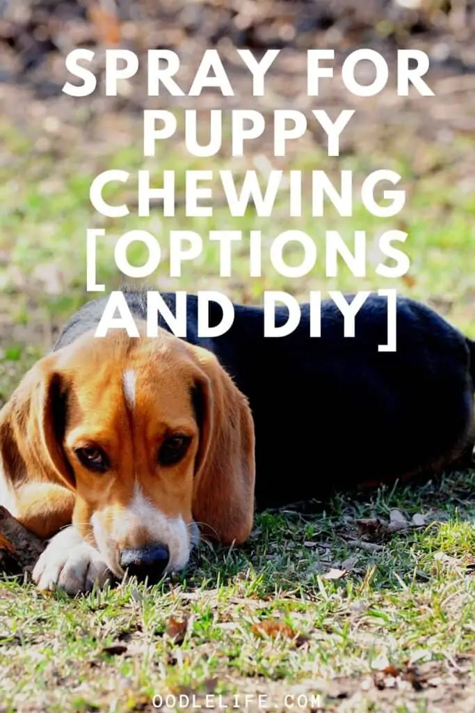 spray for puppy chewing
