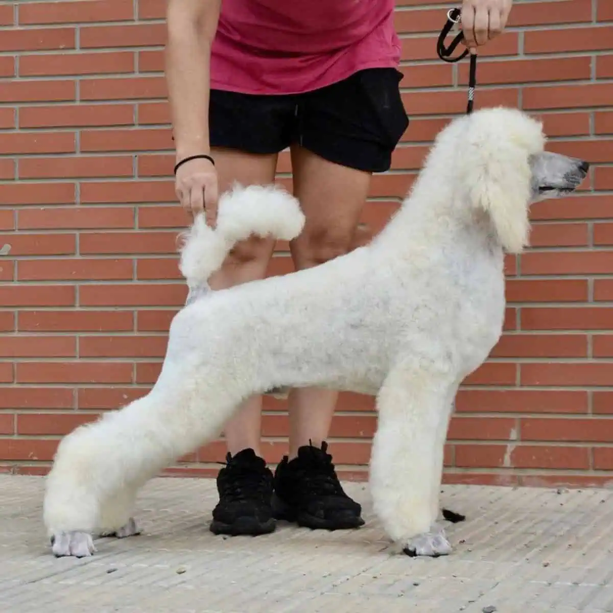 Standard Poodle posing with owner