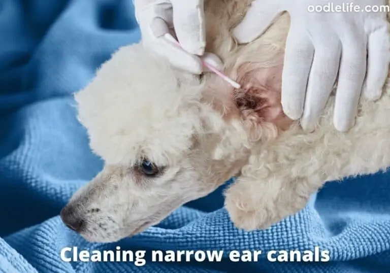 How to Clean Poodle Ears [Step Guide]
