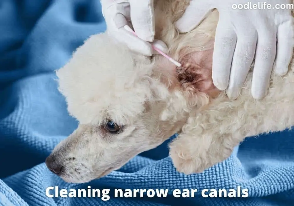 cleaning poodle ears