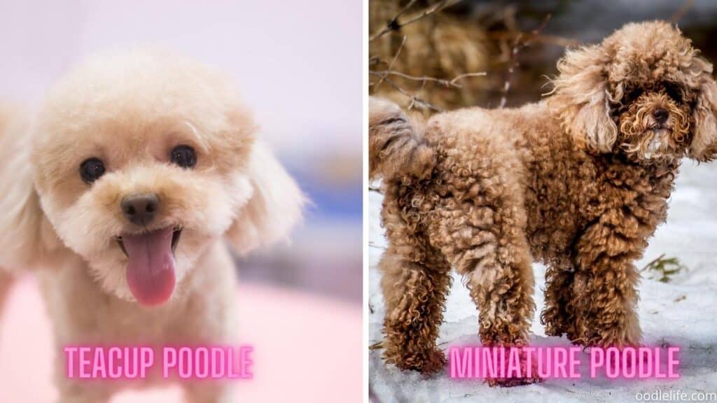 toy poodle vs tiny poodle