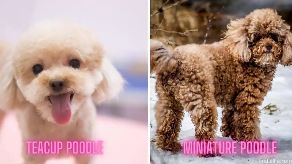 teacup vs mini poodle