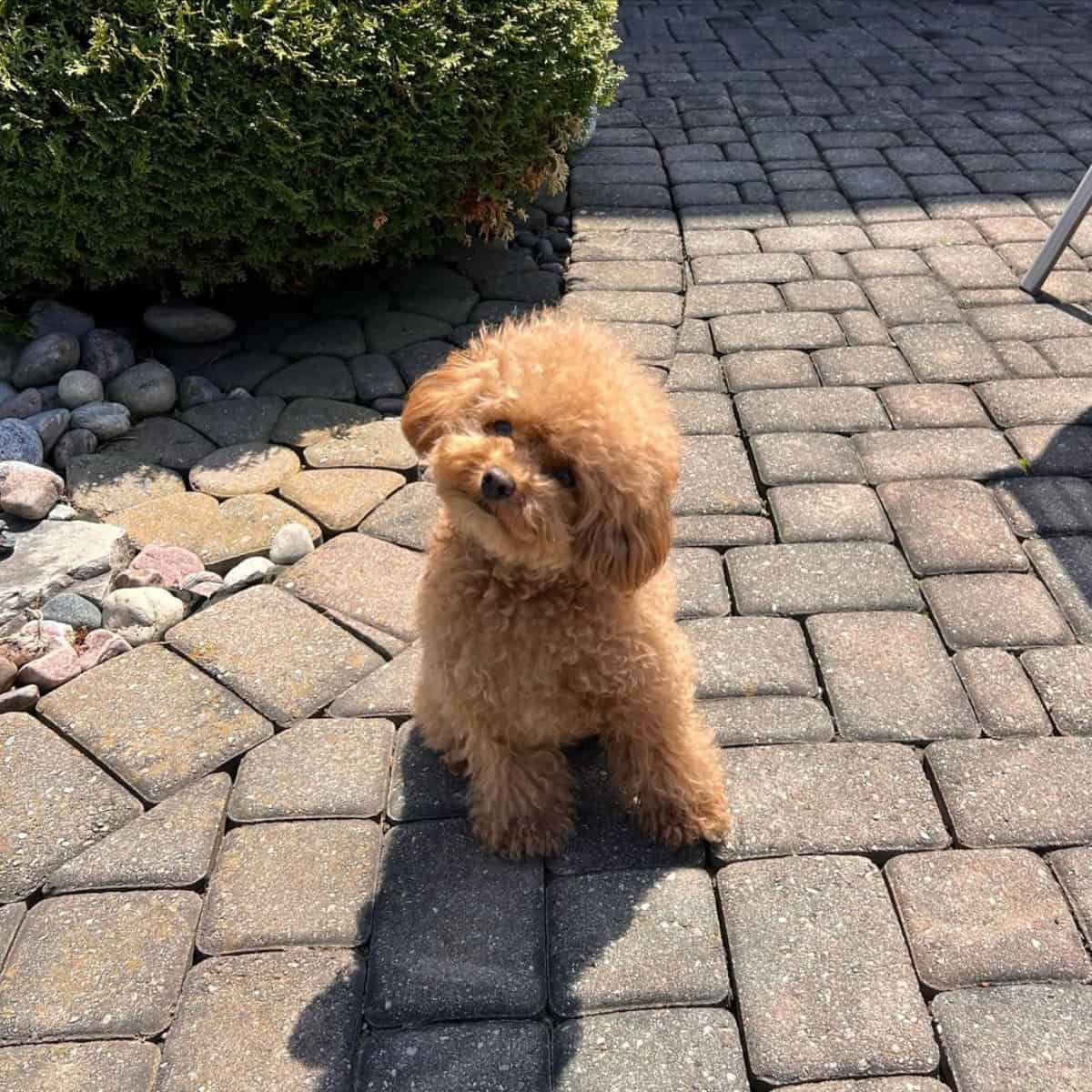 Teacup Poodle feels cute