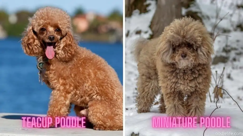 teacup vs mini poodle