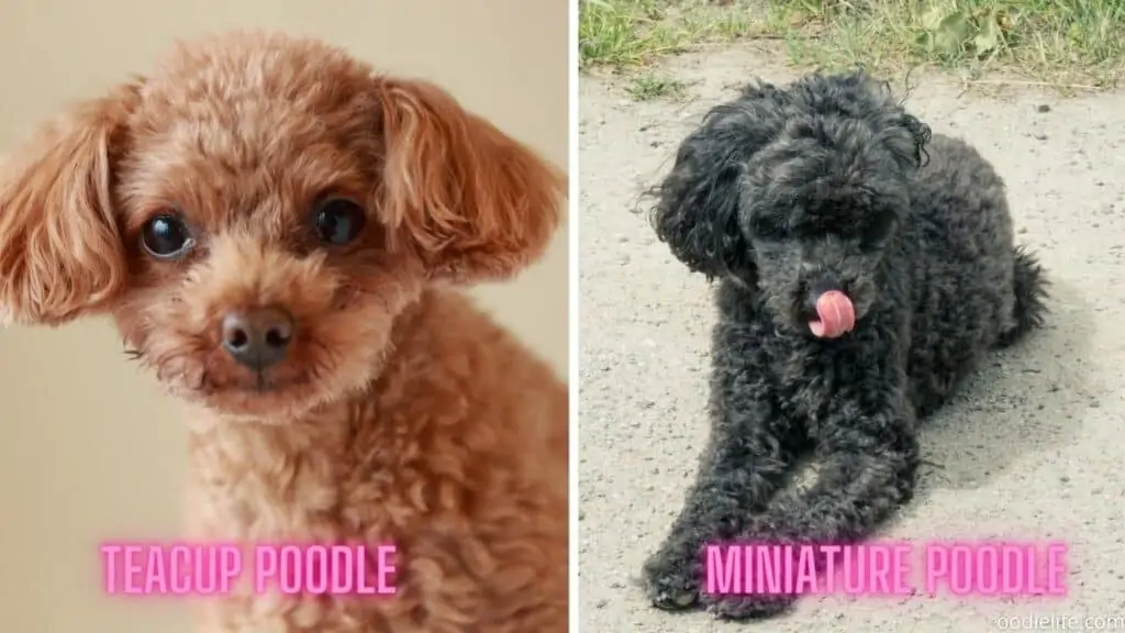 teacup vs mini poodle