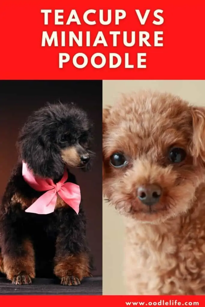 teacup poodle vs miniature Poodle