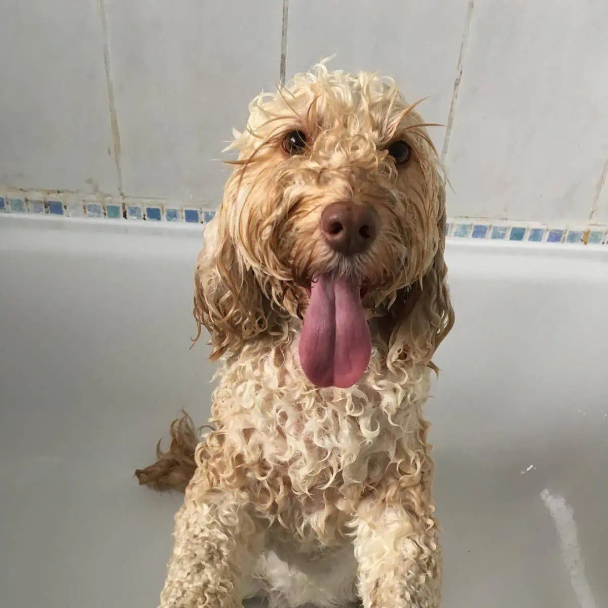 tongue out Cockapoo enjoyed bath