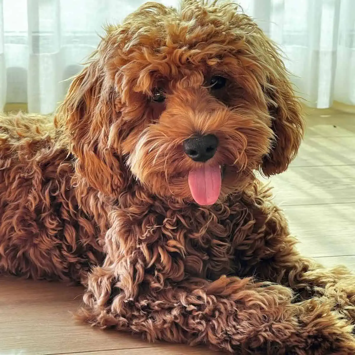 Do Cockapoos Shed? [Non Shedding Cockapoo Guide] 1
