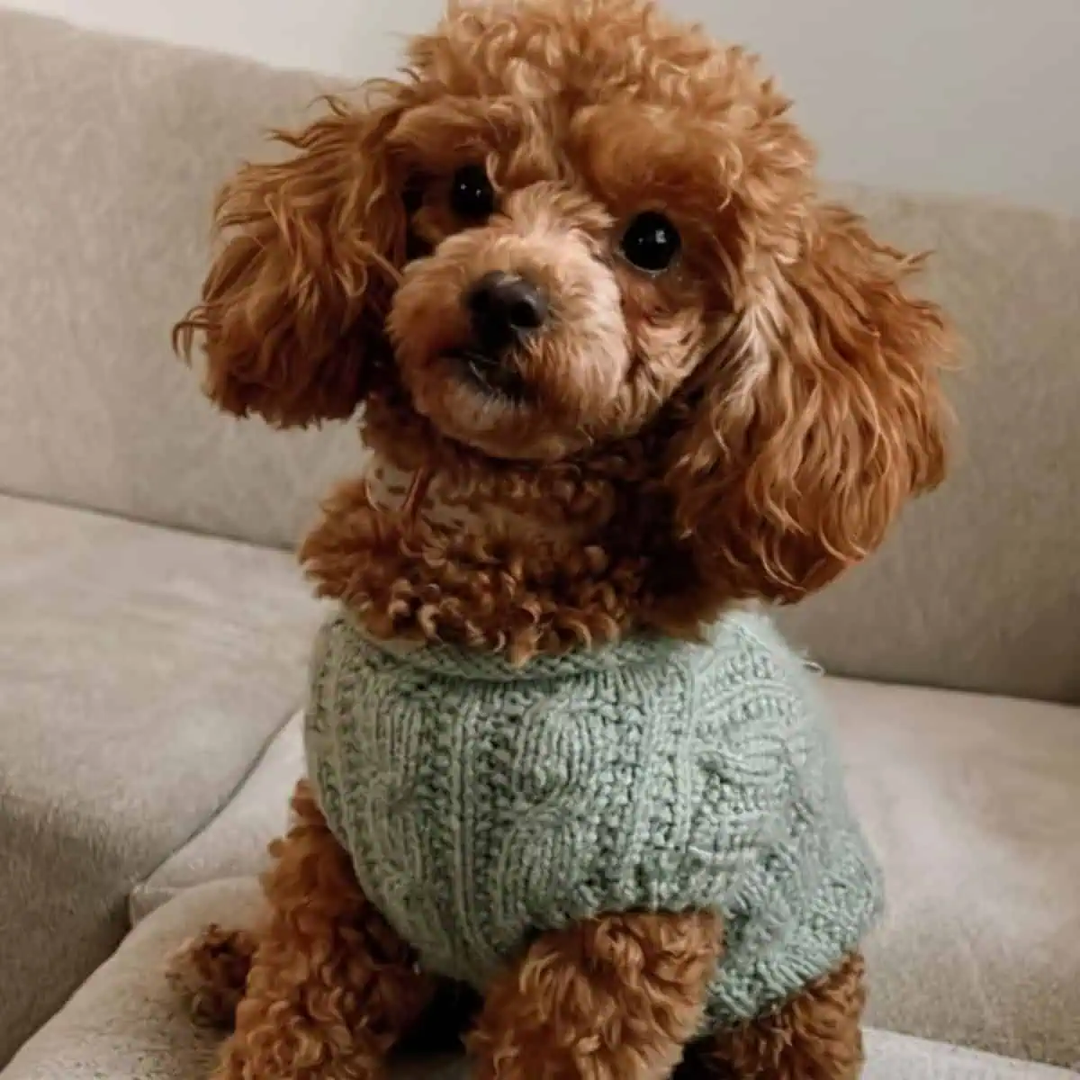 Toy Poodle looking at stranger