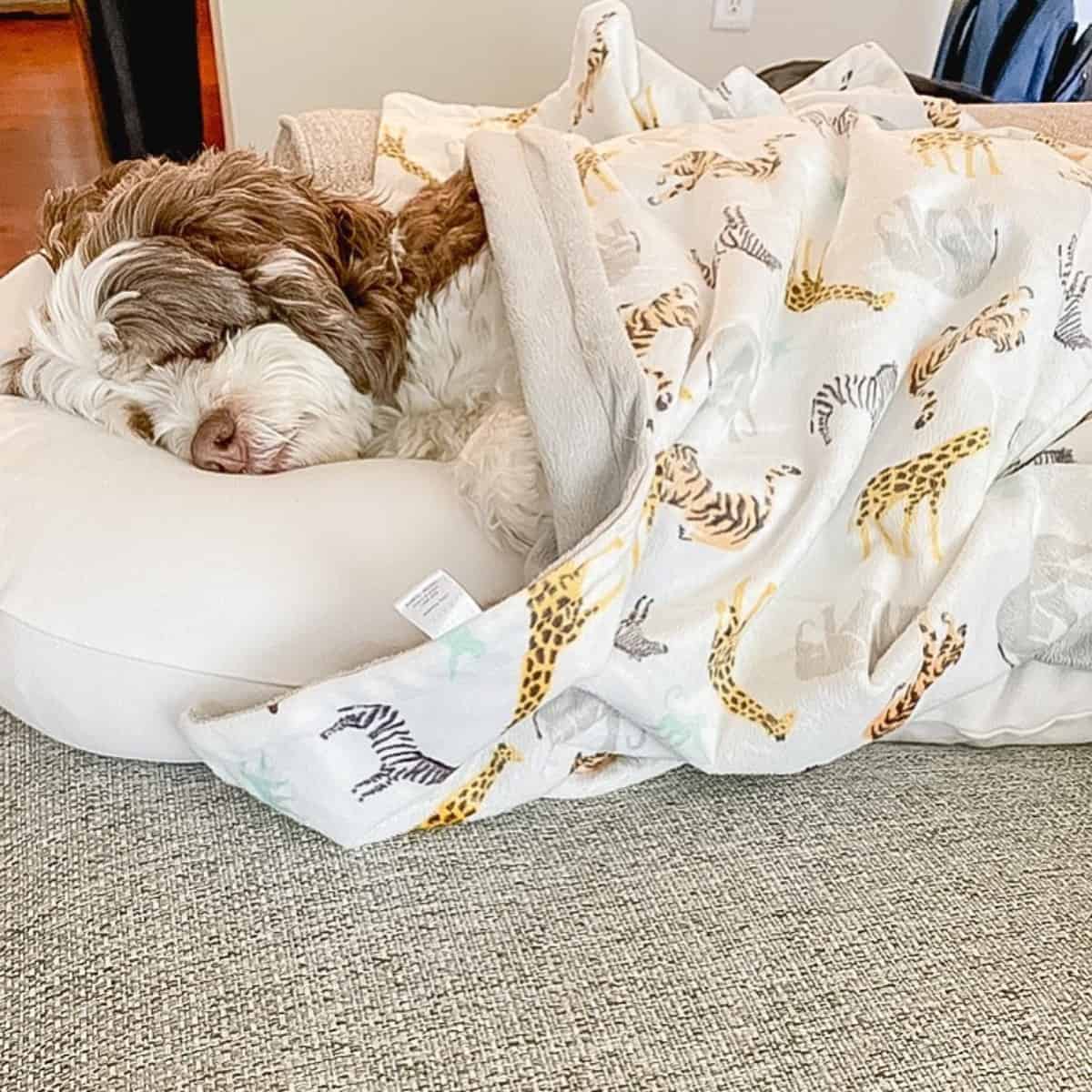 warm blanket for Cockapoo