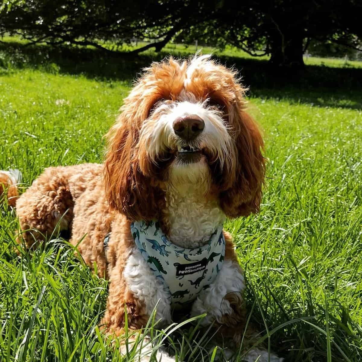 warm weather for Cockapoo