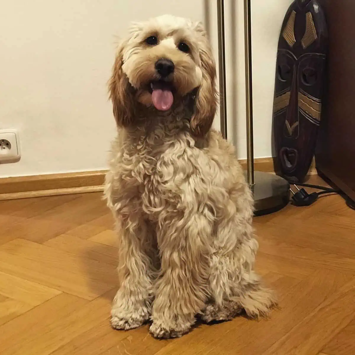 well-behaved Cockapoo sitting quietly