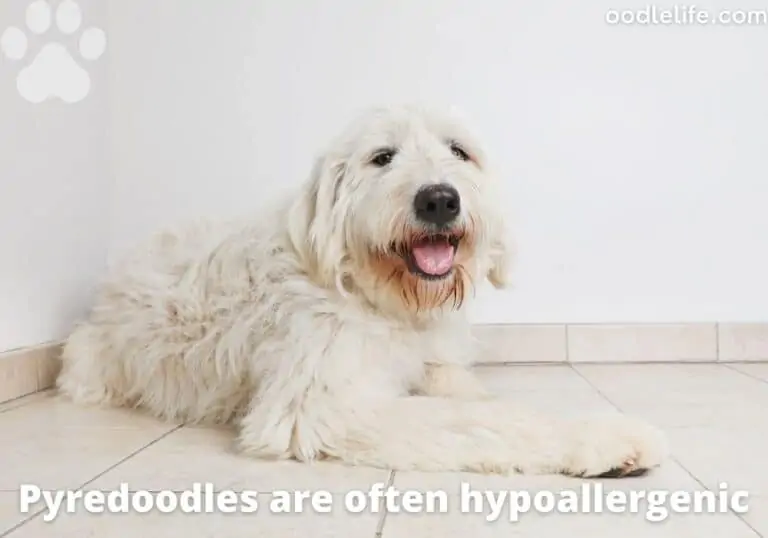 What Is a Pyredoodle? [Pyredoodle Breed Guide]