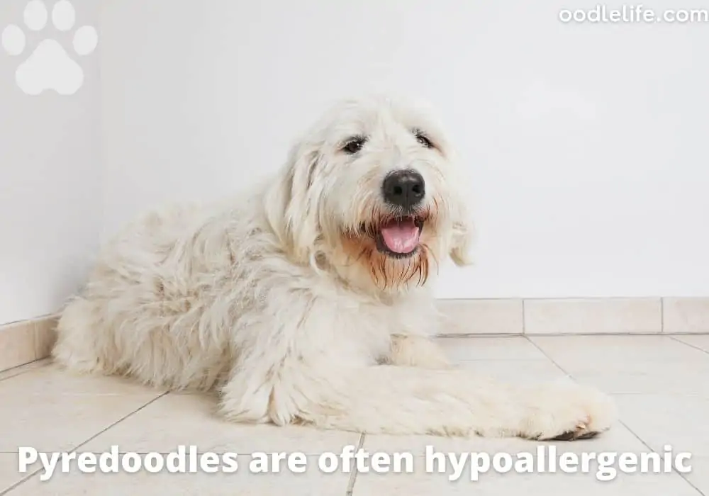 hypoallergenic pyredoodle