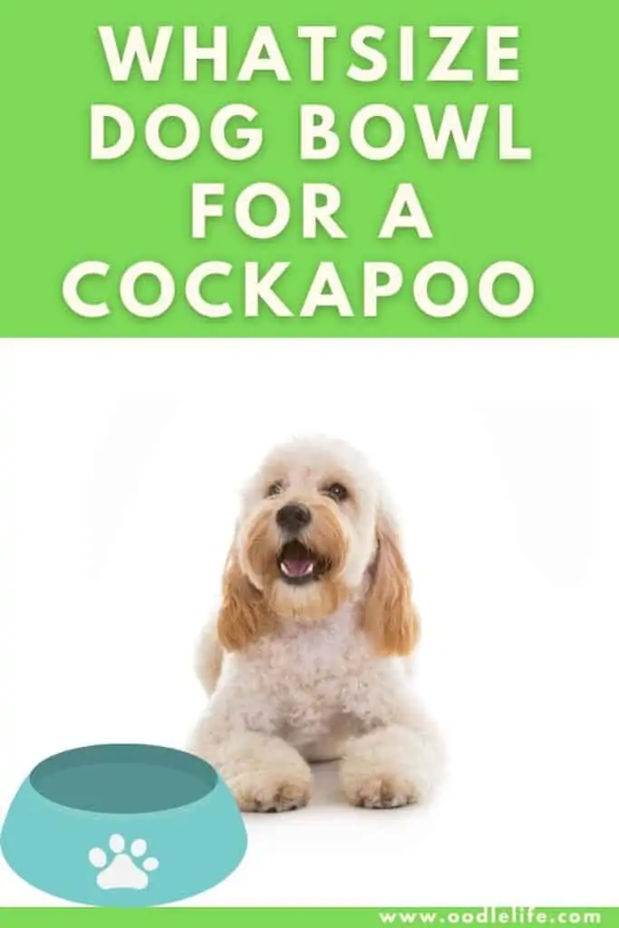 what size dog bowl for a cockapoo