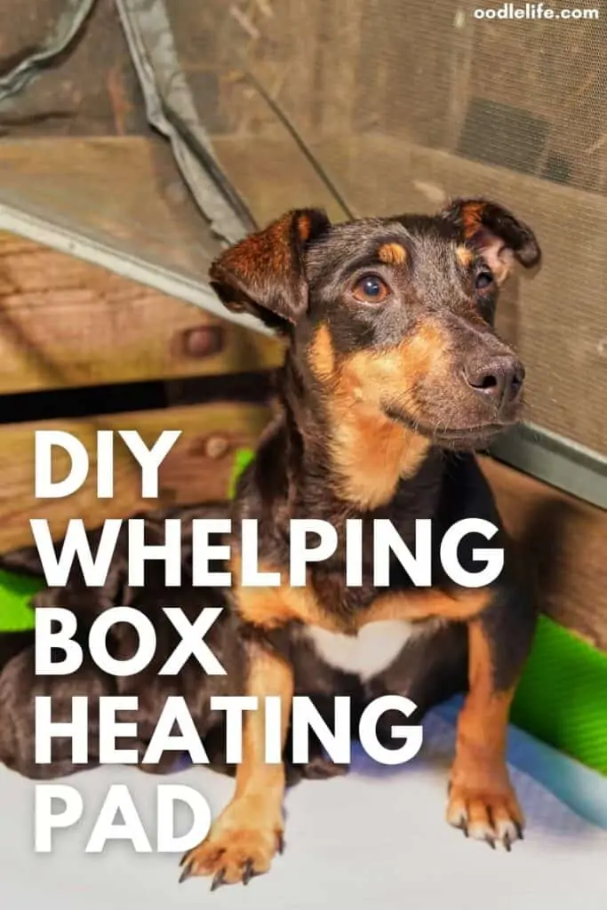 whelping box heating pad