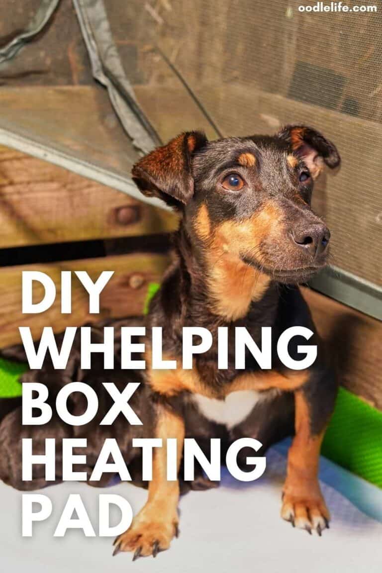 Whelping Box Heating Pad DIY Or Bought Oodle Life