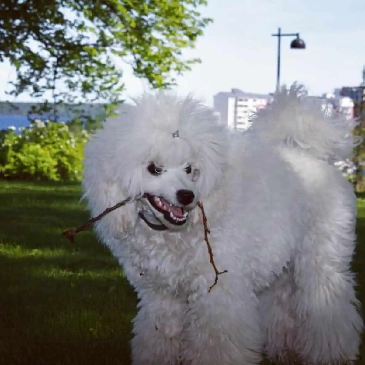 white Poodle bites stick