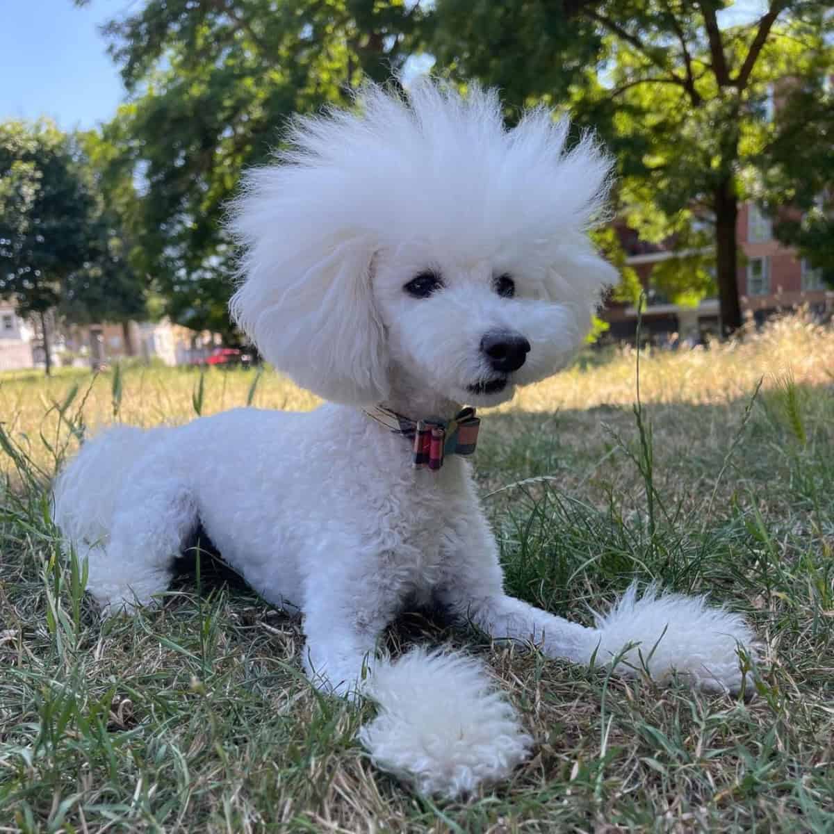 white Poodle hair up