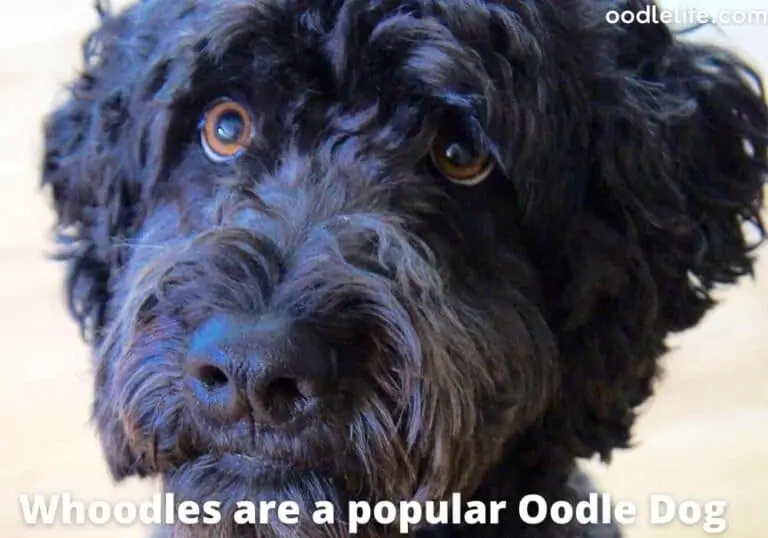 Are Whoodles Good Dogs? (Pros and Cons)
