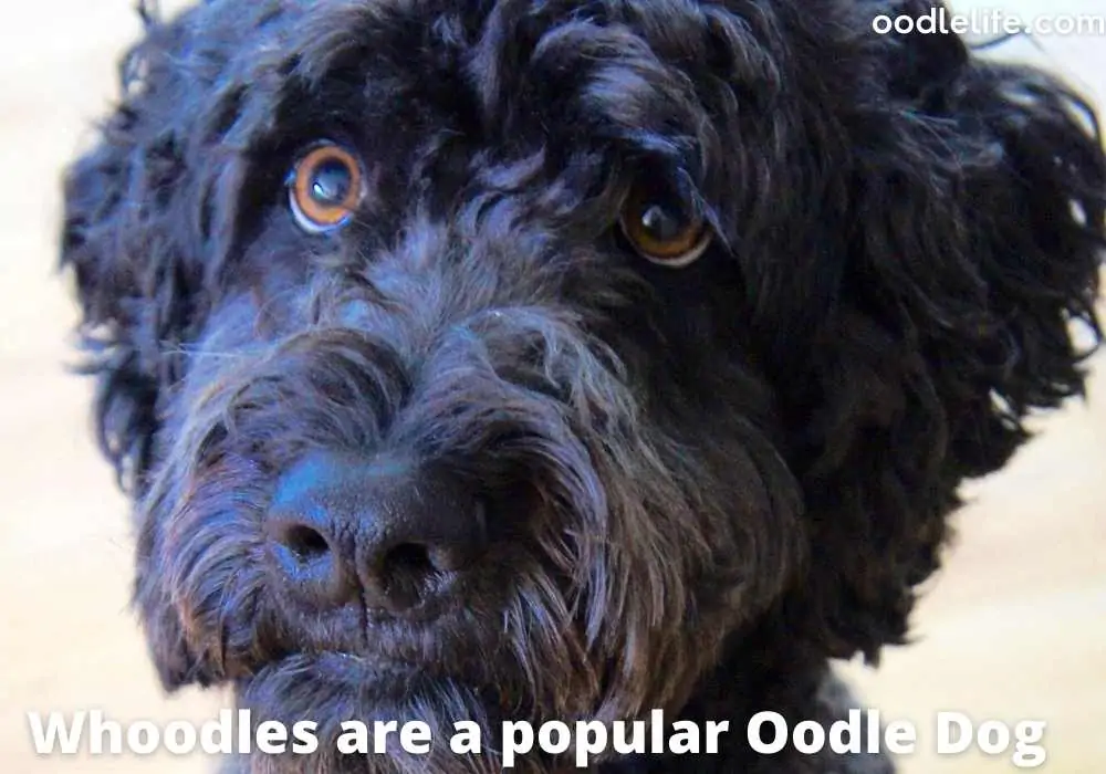 whoodle dog