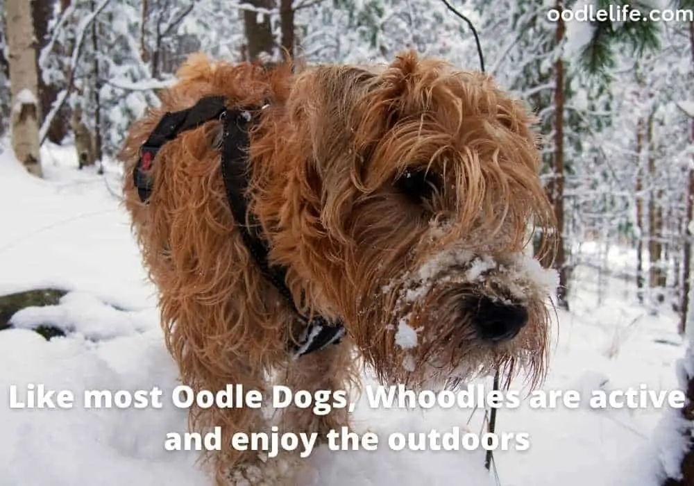 whoodle dog in snow