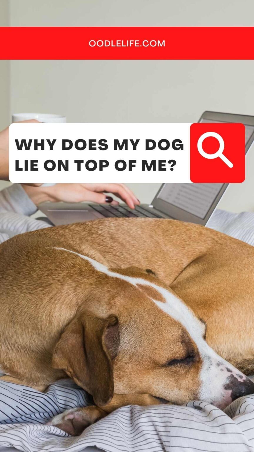 Why Does My Dog Lay On Me? [5 Reasons] Oodle Life