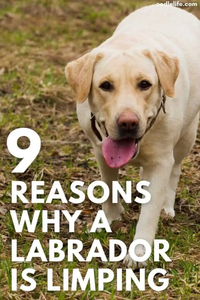 reasons why a Labrador is limping