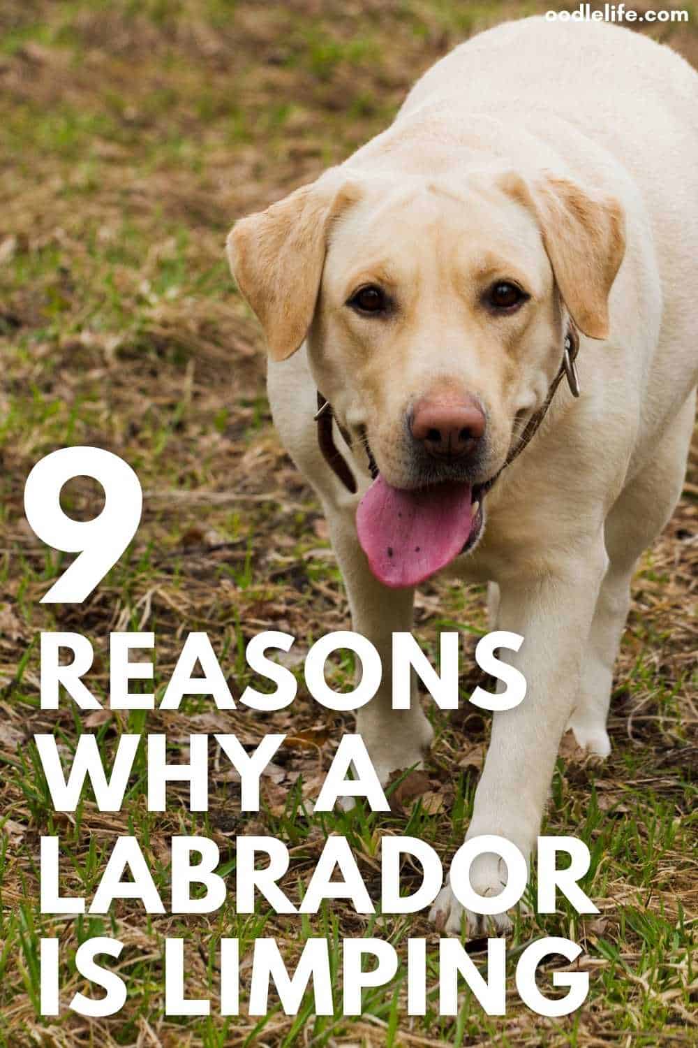 Why Is My Labrador Limping? 9 Common Reasons And When To Worry Oodle Life