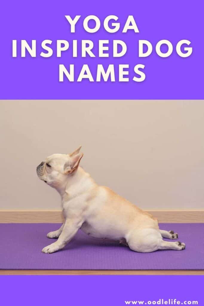 28 Yoga Dog Names [Actually Good Puppy Names] - Oodle Life