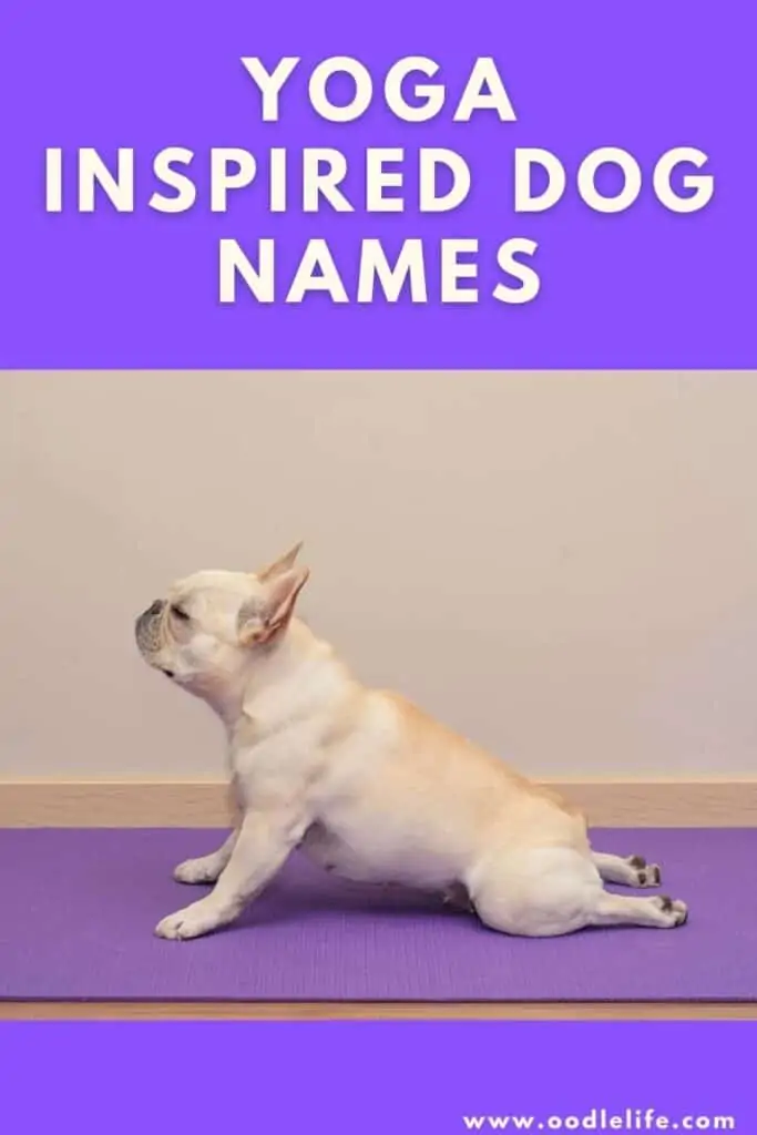 best yoga dog names a dog does a cobra stretch