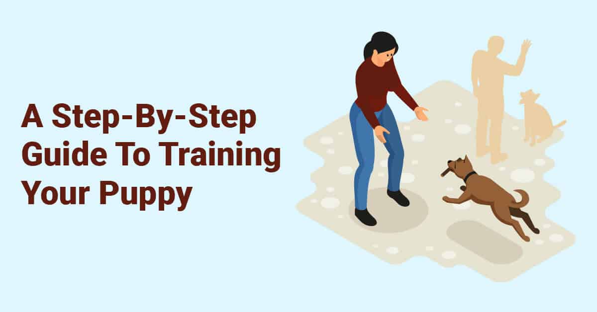 A Step-By-Step Guide To Training Your Puppy
