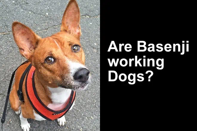Are Basenji Working Dogs?