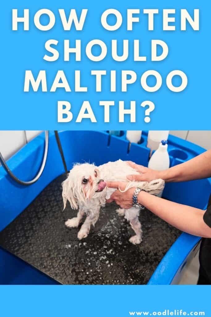 how often to bathe a maltipoo
