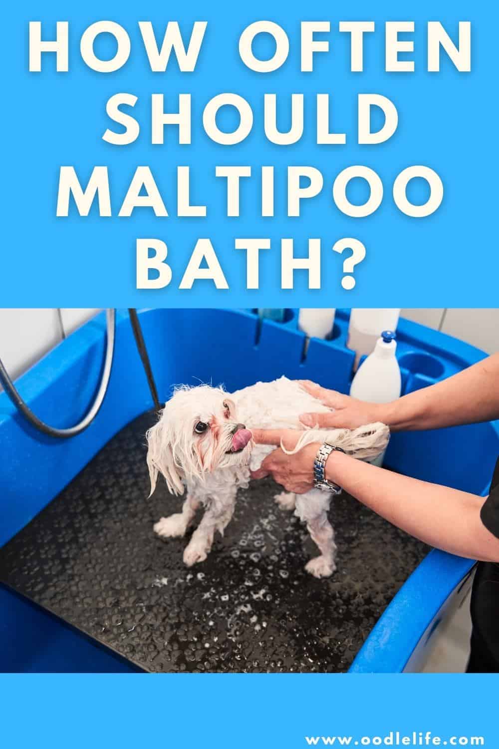 How Often To Bathe A Maltipoo [Maltipoo Bath Tips] Oodle Life