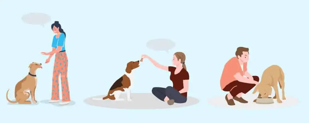 Teaching Your Dog Obedience and Basic Commands
