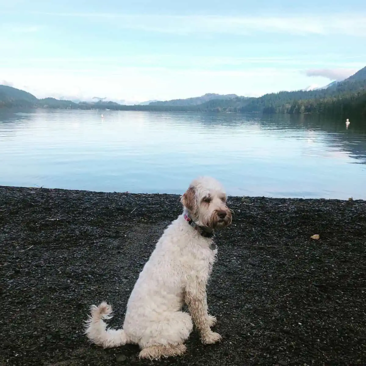 afraid Labradoodle looks away