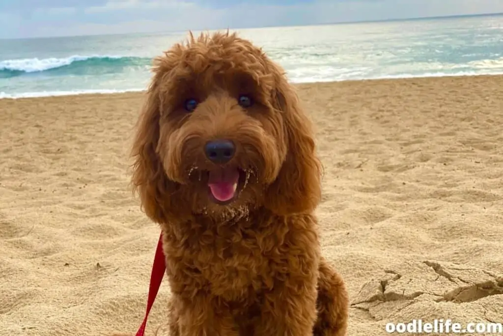 labradoodle puppy at beach