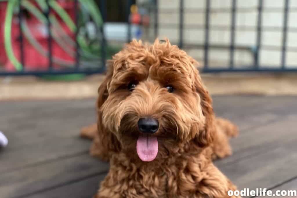 apricot mini labradoodle on pool deck