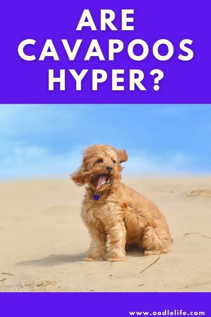 are cavapoos hyper