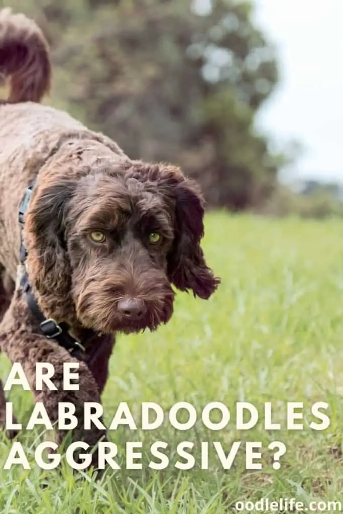 are labradoodles aggressive