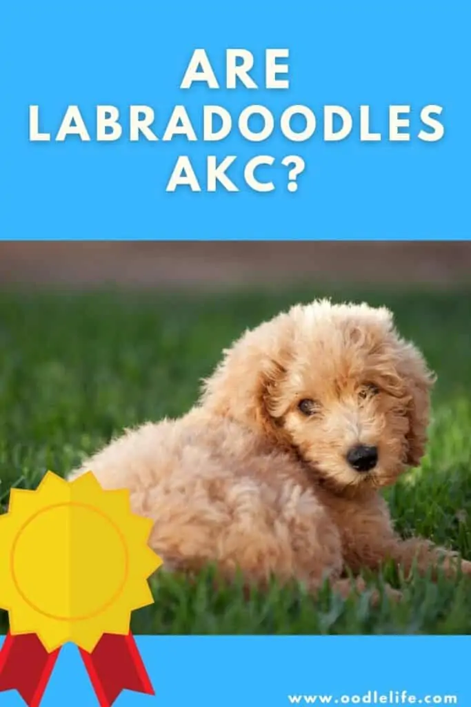 are labradoodles akc