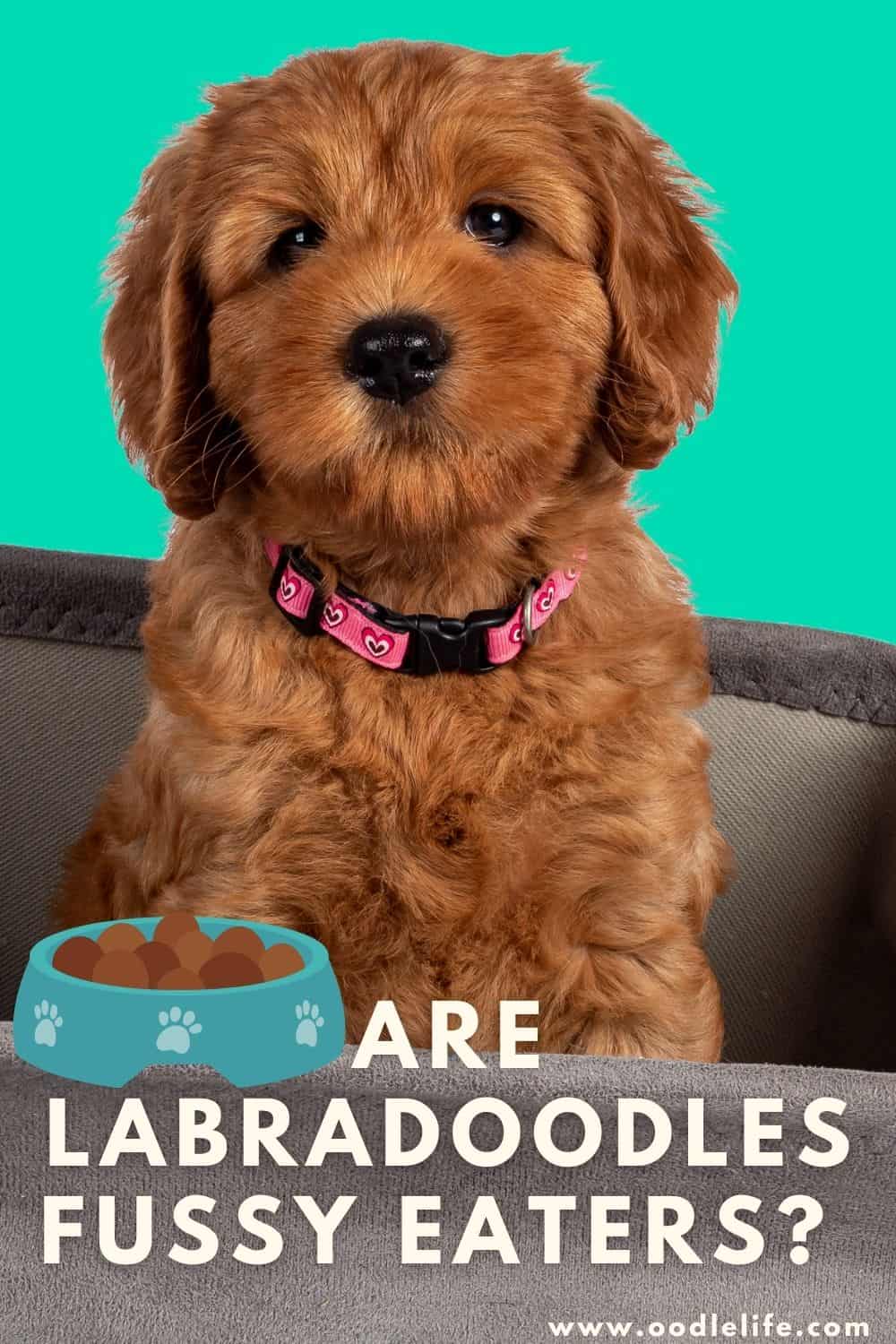 Are Labradoodles Fussy Eaters? [How To Fix] Oodle Life