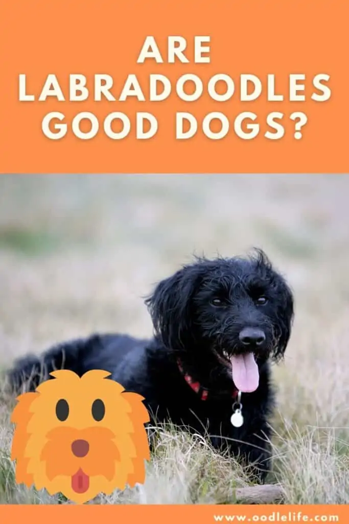 are labradoodles good dogs