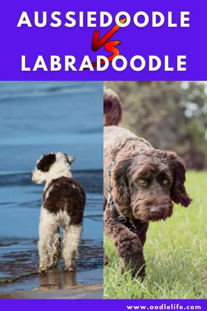 aussiedoodle vs labradoodle