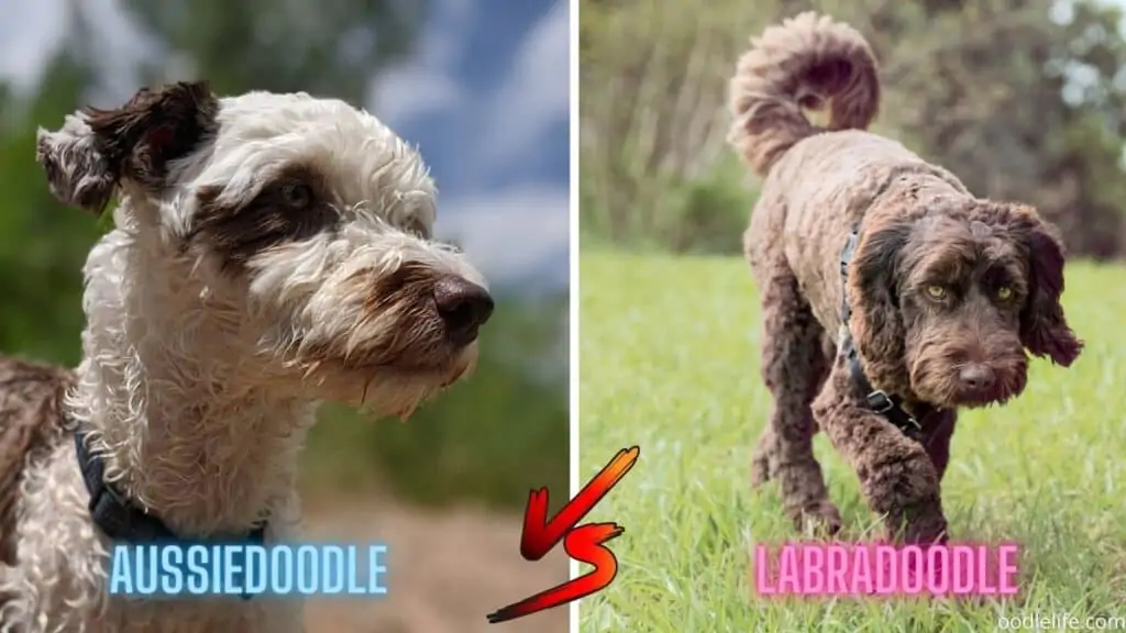 Labradoodle vs Aussiedoodle