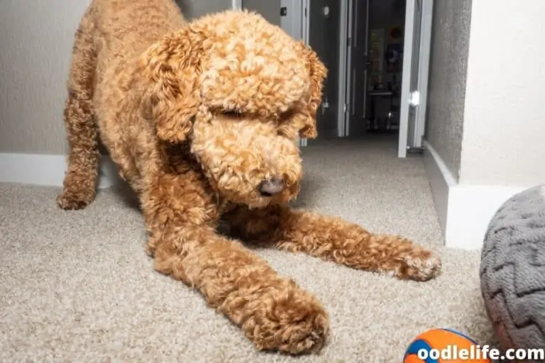 Labradoodle vs Labrador – Which Is Better?