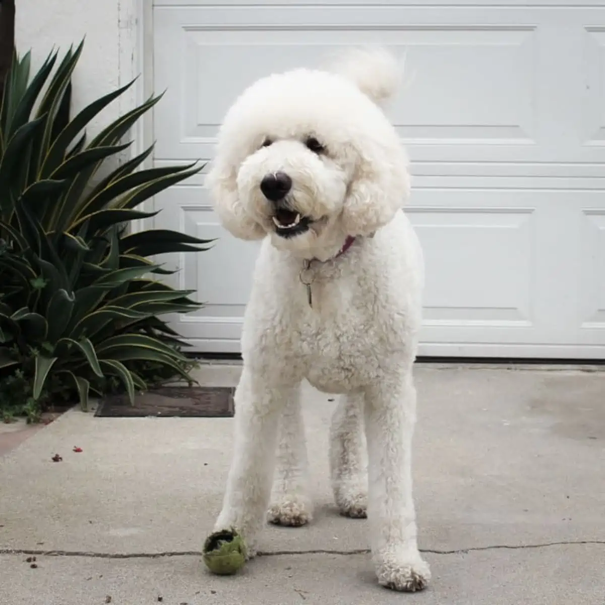 barking dog with a damaged ball