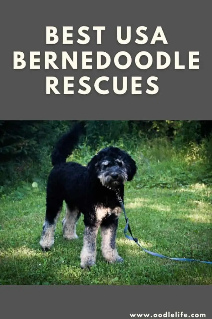 best bernedoodle rescues